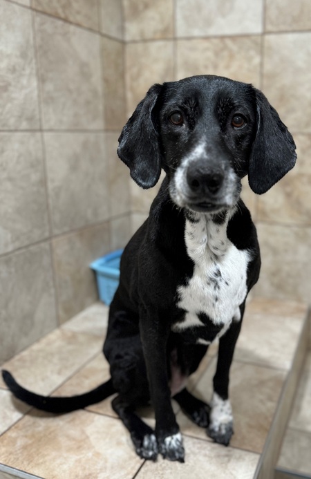 Entry image for Piper the hound . Clicking this image will show a larger photo