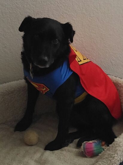 Entry image for Leo. Clicking this image will show a larger photo