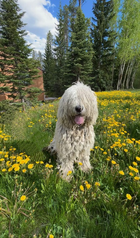 Entry image for Arthur. Clicking this image will show a larger photo