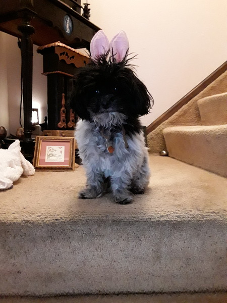 Entry image for Dakini. Clicking this image will show a larger photo