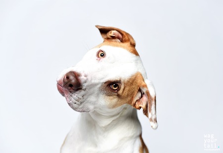 Entry image for Lovie. Clicking this image will show a larger photo