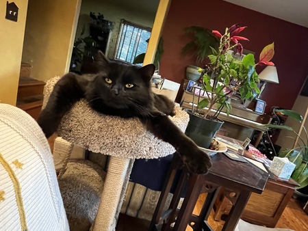 Entry image for Mando. Clicking this image will show a larger photo