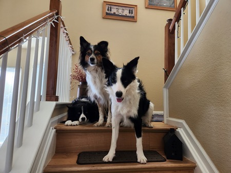 Entry image for Dallas, Lexi & Winter. Clicking this image will show a larger photo