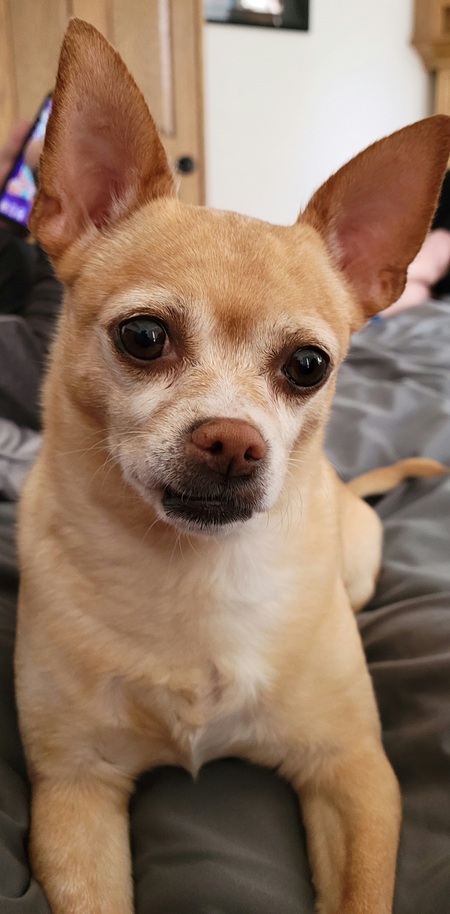 Entry image for Cookie. Clicking this image will show a larger photo