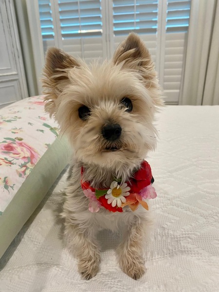 Entry image for Isabel “Izzy”. Clicking this image will show a larger photo