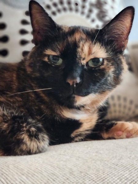 Entry image for Cali. Clicking this image will show a larger photo