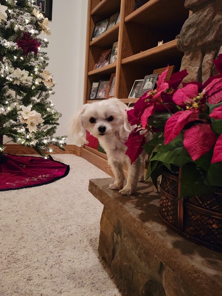 Entry image for Iris . Clicking this image will show a larger photo