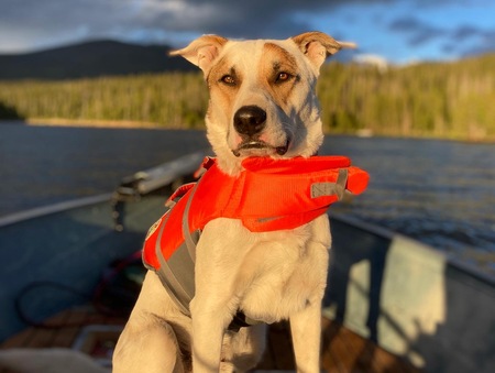 Entry image for Moose. Clicking this image will show a larger photo