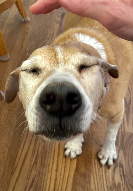 Entry image for Brandy. Clicking this image will show a larger photo