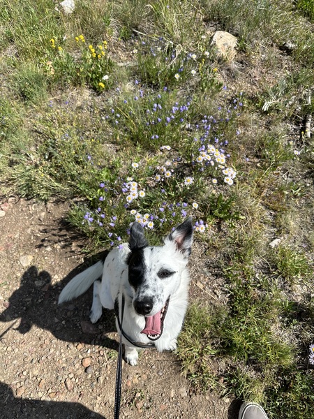 Entry image for Cici (Spot). Clicking this image will show a larger photo