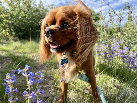 Entry image for Kipper. Clicking this image will show a larger photo