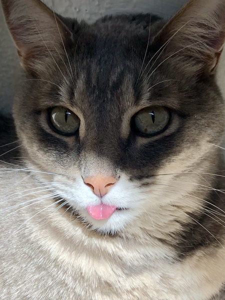 Entry image for Finn. Clicking this image will show a larger photo