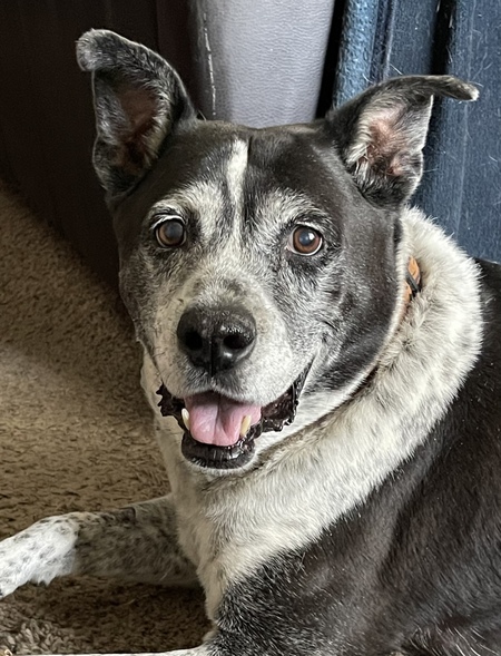 Entry image for Obi . Clicking this image will show a larger photo