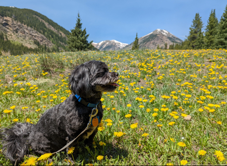 Entry image for Trebek. Clicking this image will show a larger photo