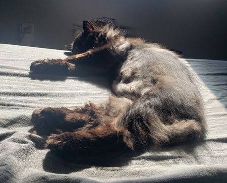 Entry image for Leeloo. Clicking this image will show a larger photo