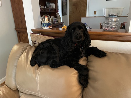 Entry image for Husker. Clicking this image will show a larger photo