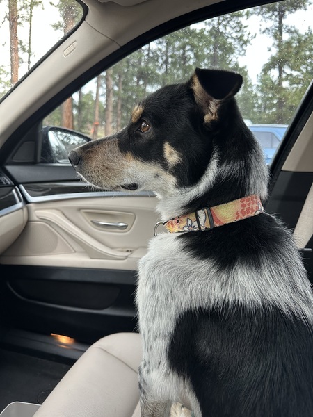 Entry image for Hope. Clicking this image will show a larger photo