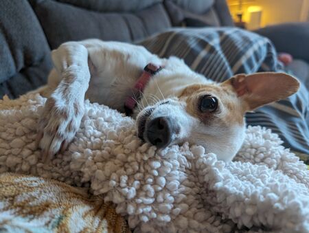 Entry image for Piggy. Clicking this image will show a larger photo