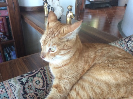 Nelson