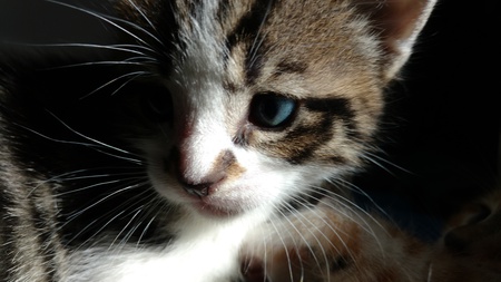 Simba