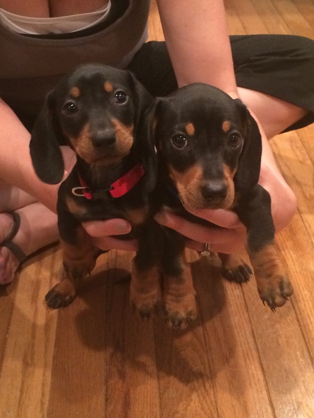 Gus and Daisy