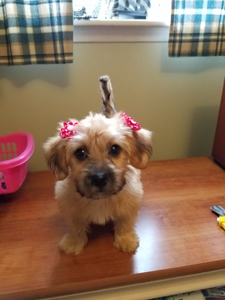 PUPPYT