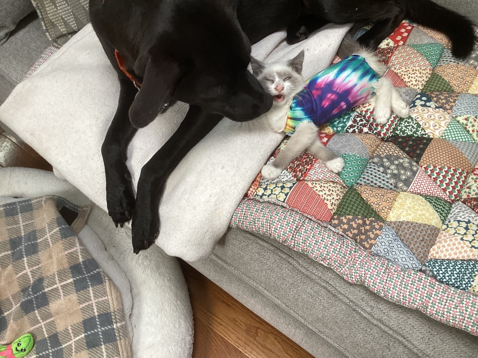 vote-for-doodlebug-and-graham-lucky-dawg-animal-rescue-calendar-contest