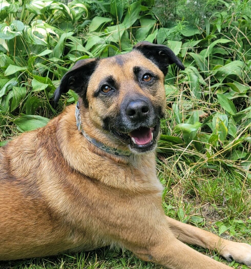 vote-for-emmy-lucky-dawg-animal-rescue-calendar-contest