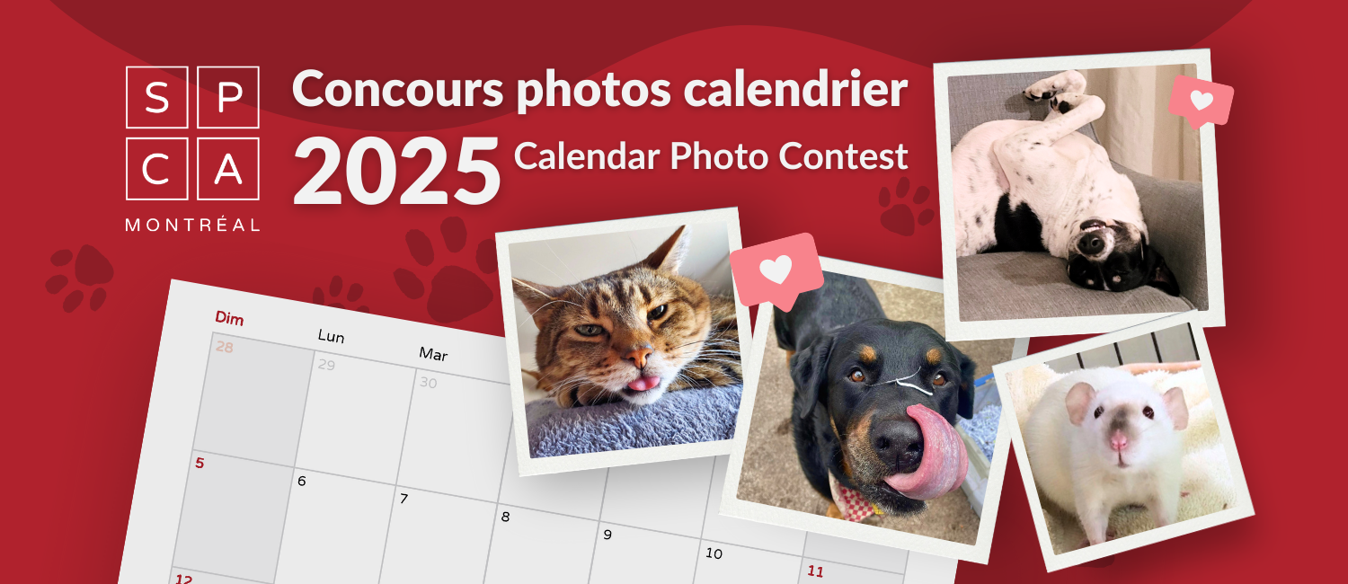 Spca 2025 Calendar Competition