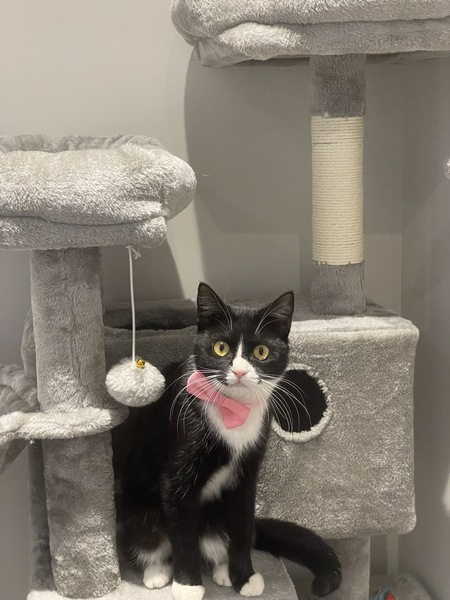 Entry image for Stella. Clicking this image will show a larger photo