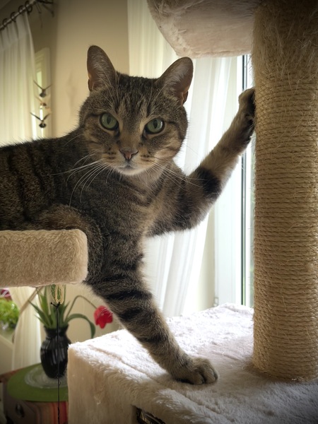 Entry image for Anatole . Clicking this image will show a larger photo