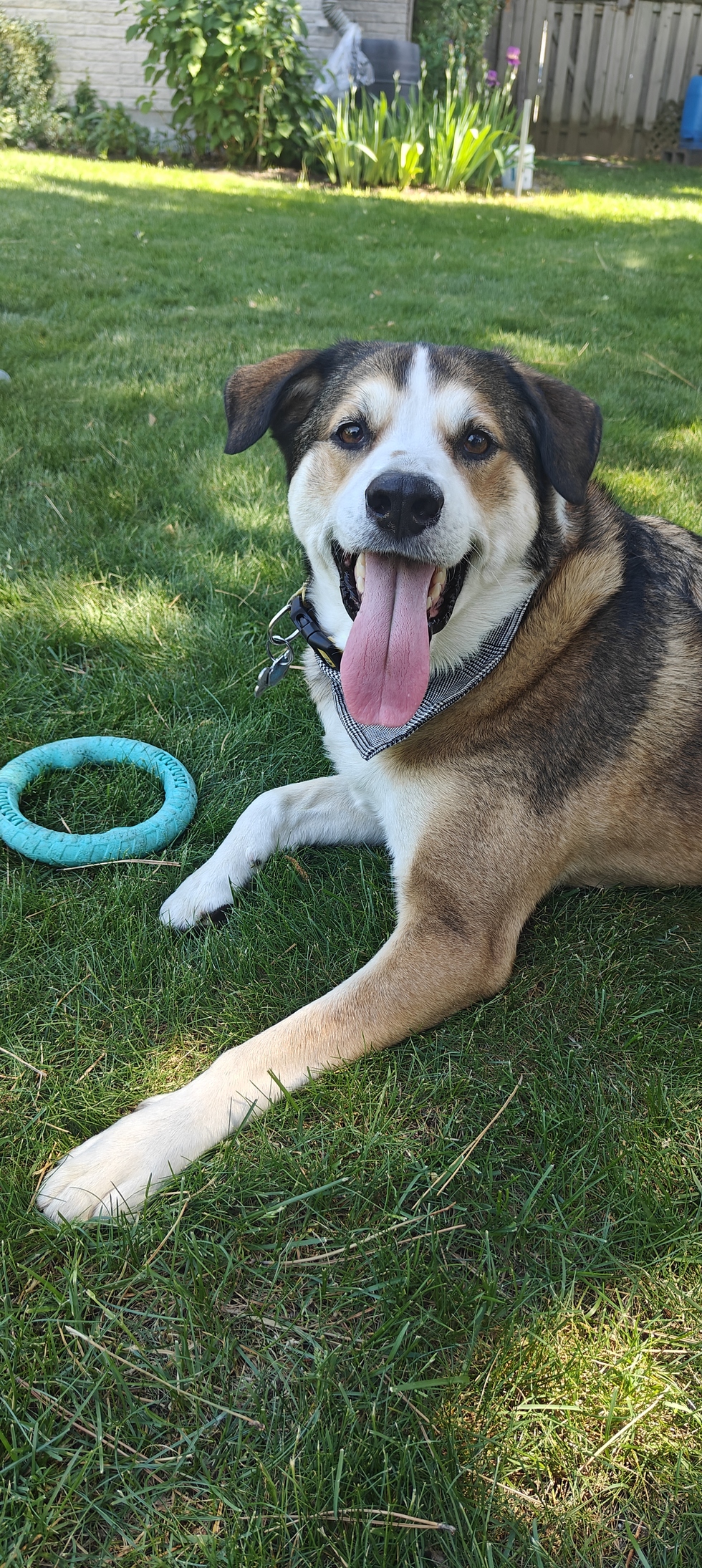 Vote for Biskwit Concours calendrier 2025 de la SPCA de Montréal