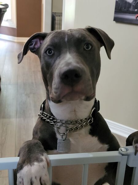 Dexter