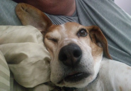 Harper the Hero Hound