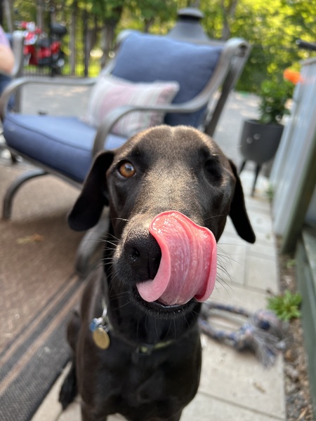 Ozzie