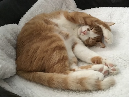 Sam
