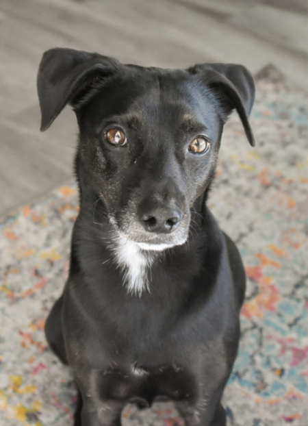Finn
