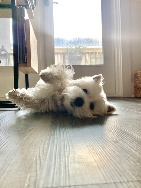 Mika