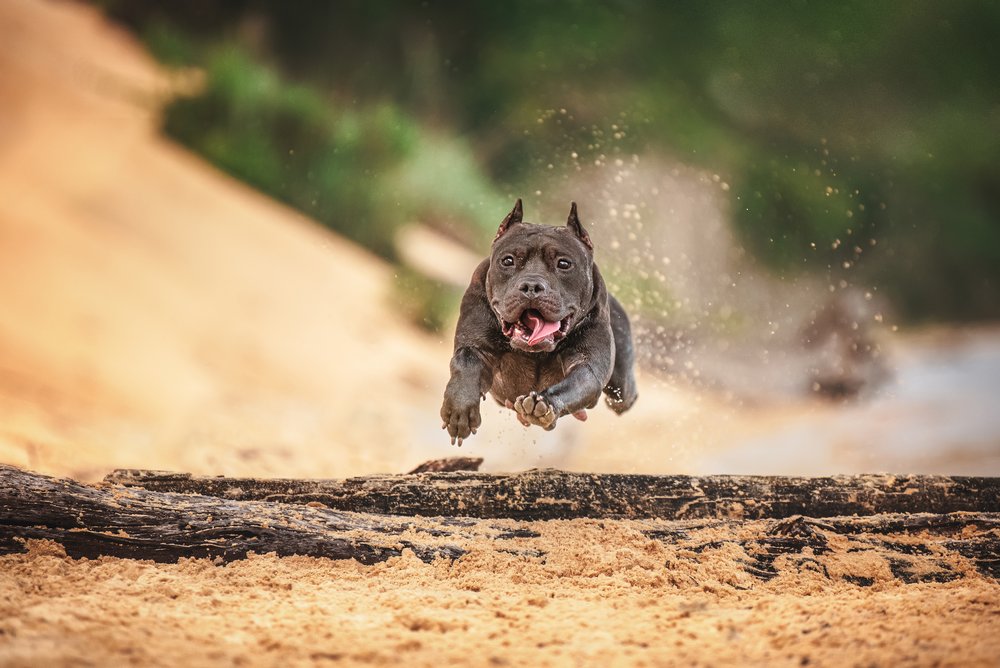 Wooftografie Photo Session