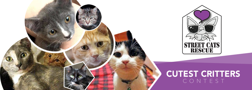Banner for Cutest Critters Contest