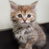 Entry image for Nova