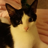 Entry image for Posey Jane