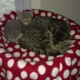 Entry image for Tom and Willie