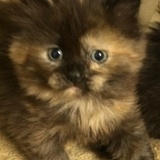 Entry image for Dottie