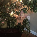 Entry image for Oscar