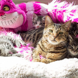 Entry image for Rigby's foster kittens