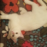 Entry image for Snowy