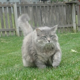 Entry image for Milo