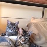 Entry image for Chester & Katie