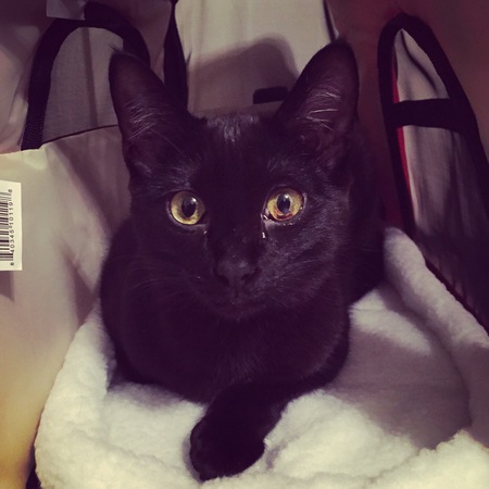 Entry image for Furiosa. Clicking this image will show a larger photo